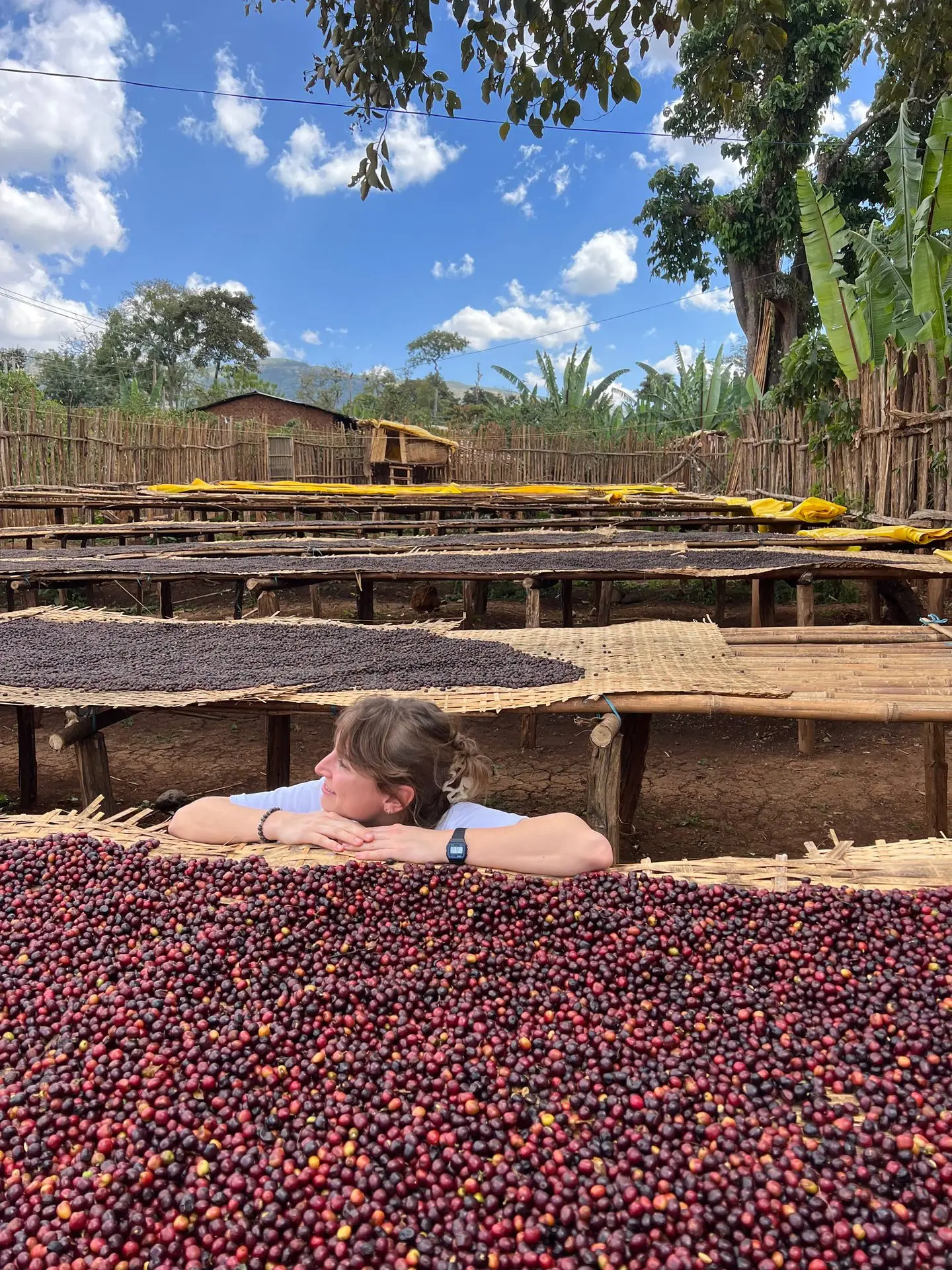 Femme regardant fruits du caféier